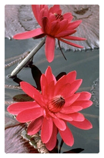DF35T 026 Water Lily Red